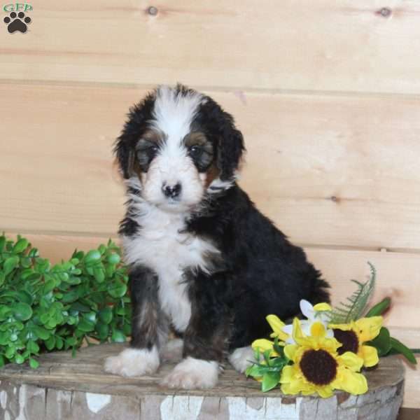 Wingstop, Bernedoodle Puppy